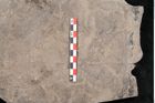 Foto (Objekt + Etikett) von Podocarpus parkeri Ettingshausen (NHMW-GEO-2024-0188-10163b)